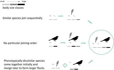 Phenotypic Clumping Decreases With Flock Richness in Mixed-Species Bird Flocks